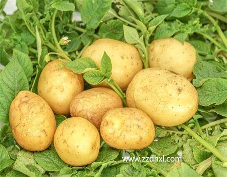 土豆�~面肥作用 